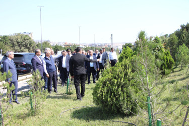 Səbail rayonunda 27 sentyabr - Anım Günü ilə əlaqədar ağacəkmə aksiyası keçirilib
