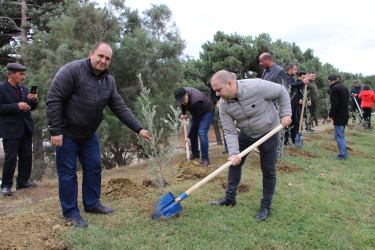 Səbaildə "Yaşıl dünya naminə həmrəylik ili" çərçivəsində növbəti ağacəkmə aksiyası