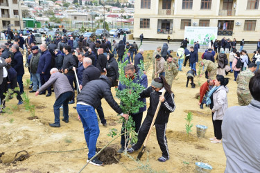 Səbail rayonunda "Yaşıl dünya naminə həmrəylik ili" çərçivəsində növbəti ağacəkmə aksiyası