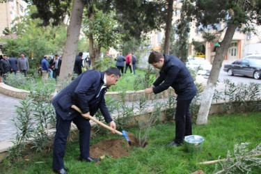 Səbail rayonunda "Yaşıl dünya naminə həmrəylik ili" çərçivəsində ağacəkmə aksiyası keçirilib