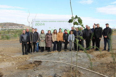 Səbail rayonunda ağacəkmə aksiyası