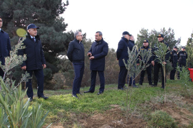 Səbail rayonunda "Konstitusiya və Suverenlik ili" çərçivəsində ağacəkmə aksiyası keçirilib