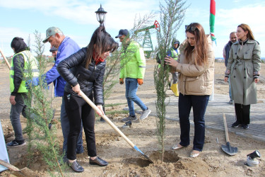 Səbail rayonunda ağacəkmə aksiyası