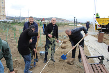 Səbail rayonunda "Yaşıl dünya naminə həmrəylik ili" çərçivəsində növbəti ağacəkmə aksiyası keçirilib