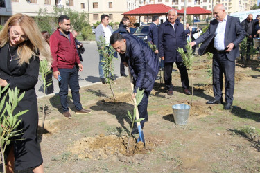 Səbail rayonunda "Yaşıl dünya naminə həmrəylik ili" çərçivəsində ağacəkmə aksiyası davam edir