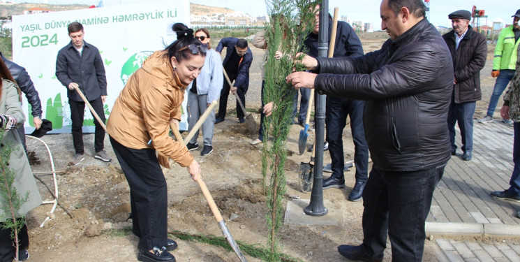 Səbail rayonunda ağacəkmə aksiyası