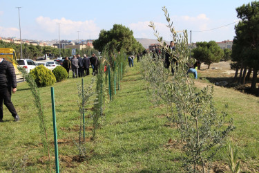 "Yaşıl dünya naminə həmrəylik ili" çərçivəsində Səbaildə növbəti ağacəkmə aksiyası