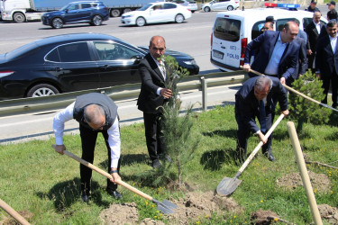 Səbail rayonunda "Konstitusiya və Suverenlik ili" çərçivəsində ağacəkmə aksiyası keçirilib