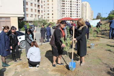 Səbail rayonunda "Yaşıl dünya naminə həmrəylik ili" çərçivəsində ağacəkmə aksiyası davam edir