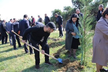 "Yaşıl dünya naminə həmrəylik ili" çərçivəsində Səbaildə növbəti ağacəkmə aksiyası