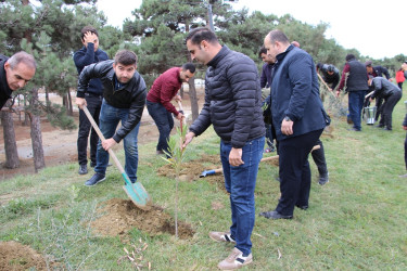 Səbaildə "Yaşıl dünya naminə həmrəylik ili" çərçivəsində növbəti ağacəkmə aksiyası