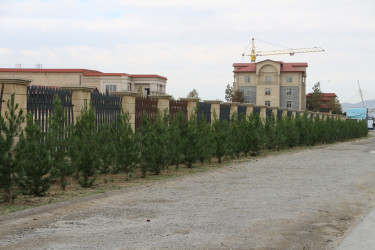 "Yaşıl dünya naminə həmrəylik ili" çərçivəsində Səbail rayonunda ağacəkmə aksiyası davam edir