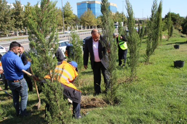 Səbail rayonunda 27 sentyabr - Anım Günü ilə əlaqədar ağacəkmə aksiyası keçirilib