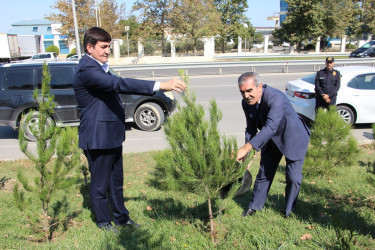 Səbail rayonunda 27 sentyabr - Anım Günü ilə əlaqədar ağacəkmə aksiyası keçirilib