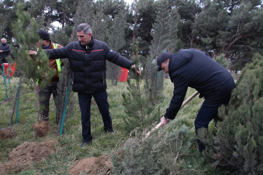 Səbail rayonunda Xocalı soyqırımı qurbanlarının xatirəsinə həsr olunmuş ağacəkmə aksiyası keçirilib