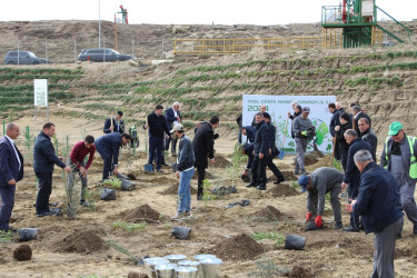 "Yaşıl dünya naminə həmrəylik ili" çərçivəsində Səbail rayonunda ağacəkmə aksiyası davam edir