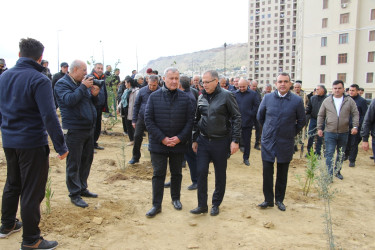 Səbail rayonunda "Yaşıl dünya naminə həmrəylik ili" çərçivəsində növbəti ağacəkmə aksiyası