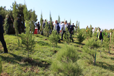 Səbail rayonunda 27 sentyabr - Anım Günü ilə əlaqədar ağacəkmə aksiyası keçirilib