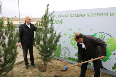 "Yaşıl dünya naminə həmrəylik ili" çərçivəsində Səbail rayonunda ağacəkmə aksiyası davam edir