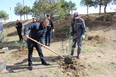 Səbail rayonunda "Yaşıl dünya naminə həmrəylik ili" çərçivəsində ağacəkmə aksiyası davam edir