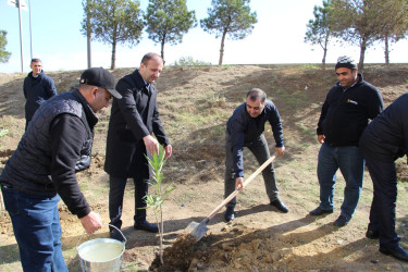 Səbail rayonunda "Yaşıl dünya naminə həmrəylik ili" çərçivəsində ağacəkmə aksiyası davam edir