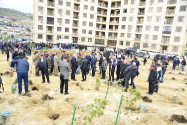 Səbail rayonunda "Yaşıl dünya naminə həmrəylik ili" çərçivəsində növbəti ağacəkmə aksiyası