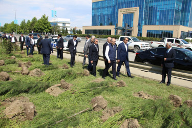 Səbail rayonunda “Şəhərsalma və Memarlıq İli” çərçivəsində ağacəkmə aksiyası keçirilmişdir