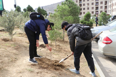 Səbail rayonunda "Yaşıl dünya naminə həmrəylik ili" çərçivəsində növbəti ağacəkmə aksiyası