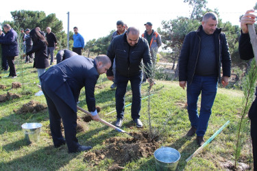 "Yaşıl dünya naminə həmrəylik ili" çərçivəsində Səbaildə növbəti ağacəkmə aksiyası