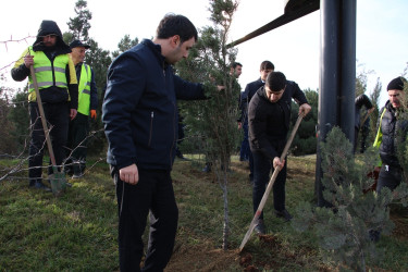 Səbail rayonunda "Konstitusiya və Suverenlik ili" çərçivəsində ağacəkmə aksiyası keçirilib