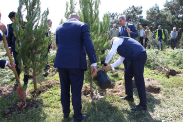 Səbail rayonunda 27 sentyabr - Anım Günü ilə əlaqədar ağacəkmə aksiyası keçirilib