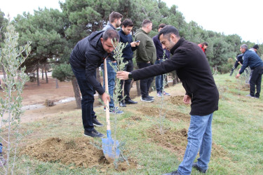 Səbaildə "Yaşıl dünya naminə həmrəylik ili" çərçivəsində növbəti ağacəkmə aksiyası