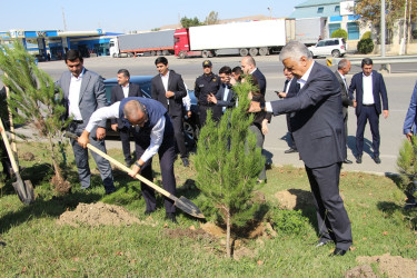 Səbail rayonunda 27 sentyabr - Anım Günü ilə əlaqədar ağacəkmə aksiyası keçirilib