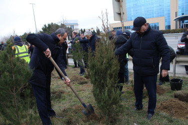 Səbail rayonunda Xocalı soyqırımı qurbanlarının xatirəsinə həsr olunmuş ağacəkmə aksiyası keçirilib