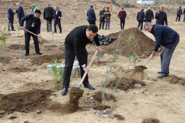 "Yaşıl dünya naminə həmrəylik ili" çərçivəsində Səbail rayonunda ağacəkmə aksiyası davam edir