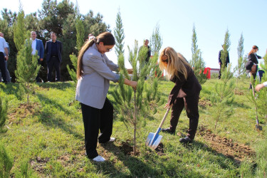 Səbail rayonunda 27 sentyabr - Anım Günü ilə əlaqədar ağacəkmə aksiyası keçirilib