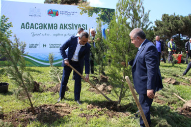 Səbail rayonunda “Şəhərsalma və Memarlıq İli” çərçivəsində ağacəkmə aksiyası keçirilmişdir