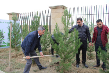 "Yaşıl dünya naminə həmrəylik ili" çərçivəsində Səbail rayonunda ağacəkmə aksiyası davam edir