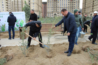 Səbail rayonunda "Yaşıl dünya naminə həmrəylik ili" çərçivəsində növbəti ağacəkmə aksiyası keçirilib