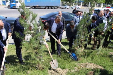 Səbail rayonunda "Konstitusiya və Suverenlik ili" çərçivəsində ağacəkmə aksiyası keçirilib