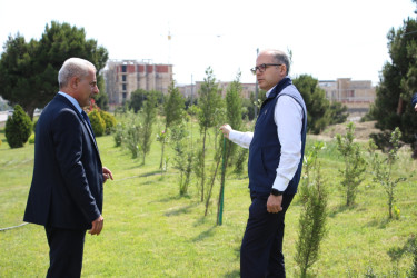 Səbail rayonunda “Şəhərsalma və Memarlıq İli” çərçivəsində ağacəkmə aksiyası keçirilmişdir