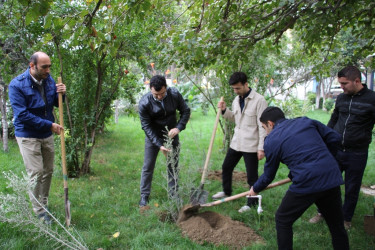 Səbail rayonunda "Yaşıl dünya naminə həmrəylik ili" çərçivəsində ağacəkmə aksiyası keçirilib