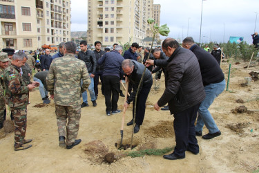 Səbail rayonunda "Yaşıl dünya naminə həmrəylik ili" çərçivəsində növbəti ağacəkmə aksiyası