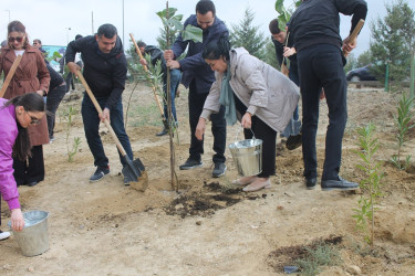 Səbail rayonunda "Yaşıl dünya naminə həmrəylik ili" çərçivəsində növbəti ağacəkmə aksiyası