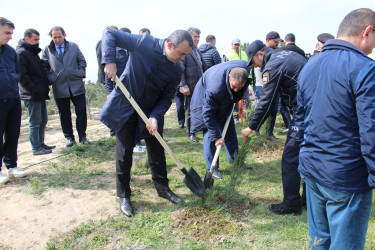 Səbail rayonunda “Heydər Əliyev ili” çərçivəsində ağacəkmə aksiyası keçirilib