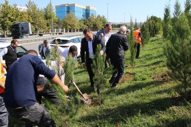 Səbail rayonunda 27 sentyabr - Anım Günü ilə əlaqədar ağacəkmə aksiyası keçirilib