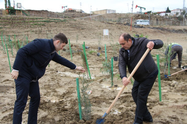 Səbaildə "Yaşıl dünya naminə həmrəylik ili" çərçivəsində ağacəkmə aksiyası davam edir