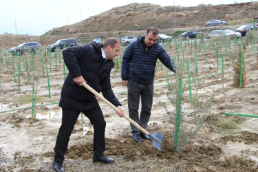 Səbaildə "Yaşıl dünya naminə həmrəylik ili" çərçivəsində ağacəkmə aksiyası davam edir