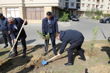 Səbail rayonunda "Yaşıl dünya naminə həmrəylik ili" çərçivəsində ağacəkmə aksiyası davam edir