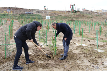 Səbaildə "Yaşıl dünya naminə həmrəylik ili" çərçivəsində ağacəkmə aksiyası davam edir